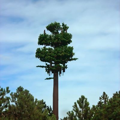 Kamuflajlı direği Palm / Pine Mikro Sahte Hücre Kulesi Ağaçlar 10 20 30 40 50 60 70 80 M