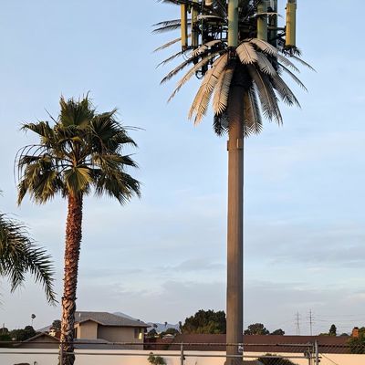 10 20 30 M Palm Tree Sahte Ağacı Hücre Kulesi Gizli Telekomünikasyon 5-80M