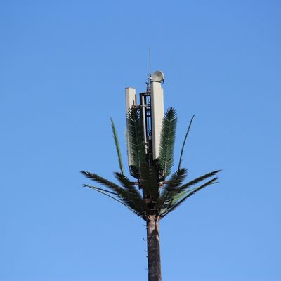 Palmiye Ağacı Sahte Ağacı Hücre Kulesi Gizli Telekomünikasyon 5-80M