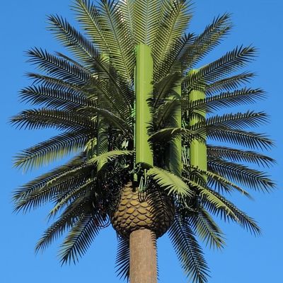 10 20 30 M Palm Tree Sahte Ağacı Hücre Kulesi Gizli Telekomünikasyon 5-80M